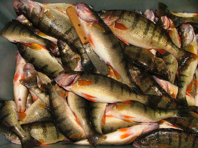 Yellow Perch Making Its Way Into Your Diet
